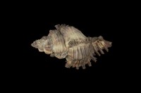 藏品(千手螺)的圖片